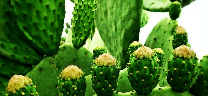 Efecte secundare Nopal